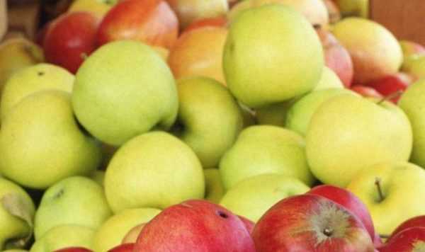 Как сделать яблочную брагу в домашних условиях